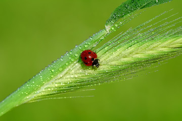 Beautiful ladybug on leaf defocused background
