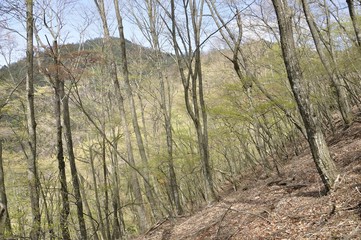 黍殻山と新緑の森