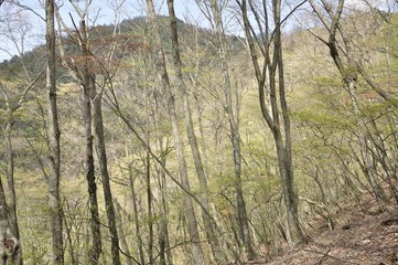 Fototapeta na wymiar 黍殻山と新緑の森