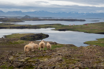 Northern Iceland Coast with Sheep