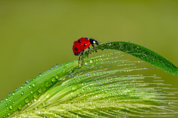 Beautiful ladybug on leaf defocused background