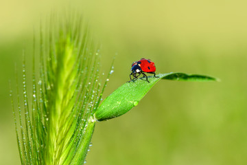 Beautiful ladybug on leaf defocused background