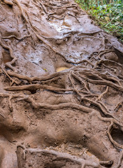 Very slippery and muddy pathway from Princeville to Queens Bath on coast of Kauai in Hawaii