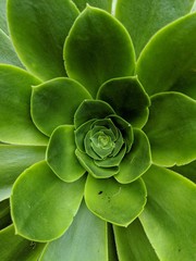 green succulent