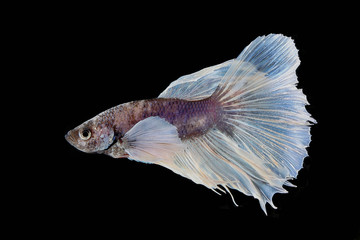 Colourful Beta fighter fish