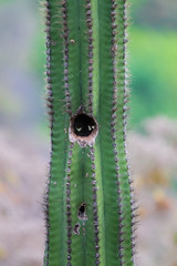 Nest in the cactus