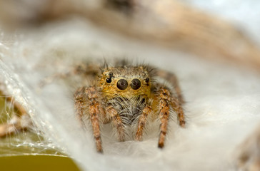 Close up jumping spider  - Stock Image  