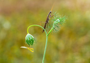 Close up of pair of Beautiful European mantis ( Mantis religiosa )