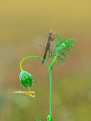 Close up of pair of Beautiful European mantis ( Mantis religiosa )