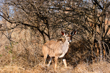 Greater Kudu against bushes