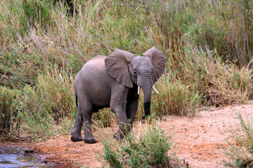 Young elephant walking away from rivers edge