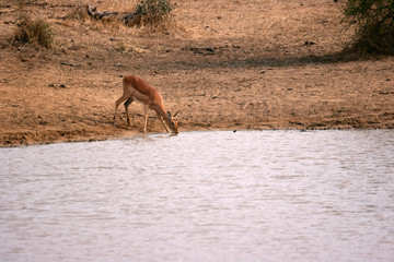Impala drinking from a lake
