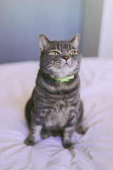 Portrait British shorthaired cat sitting on the bed