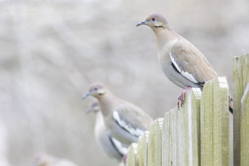 White winged dove perched on a fence backyard home feeder