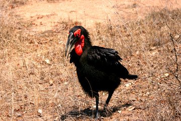 Southern Ground Horn-bill