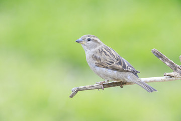 Passer domesticus perched on a branch backyard home feeder