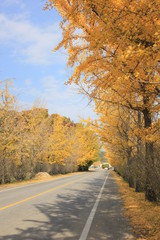 Obraz premium road in autumn