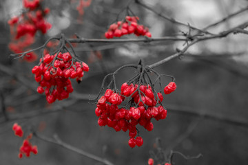 Red Currant Berries