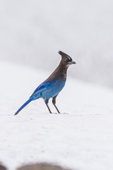 Steller's Jay in Winter