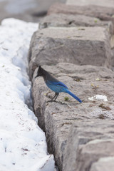 Steller's Jay in Winter
