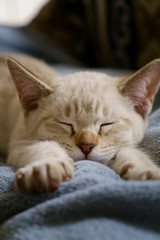 Fototapeta na wymiar Australian Mist kitten sleeping paw stretched out on sofa