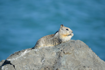 Ground squirrel relaxing and eating on rock by the ocean