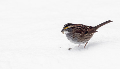 White-throated Sparrow