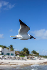 Gaviota