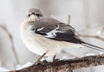 Northern Mockingbird