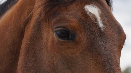 Horse close up