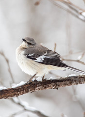 Northern Mockingbird