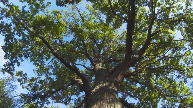 Mature Oak Tree in Russian Forest from Revolving Perspective