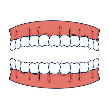 human teeth isolated icon