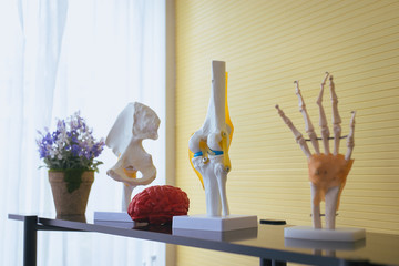 Equipment human body anatomy include  hand finger bone,brain model for education research and medical study