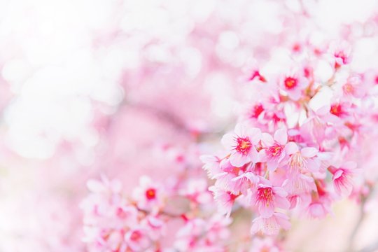 Blurred pink sakura and cherry flowers blossom in spring landscape garden background with copy space.