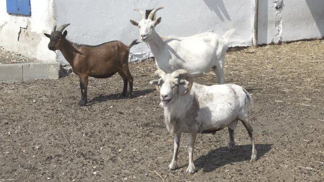 Domestic Goats  In Farm bleats On A Sunny Day