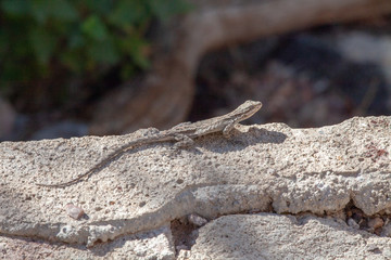 A lizard sunning itself on a rock
