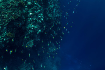 Underwater ocean world with exotic school fish