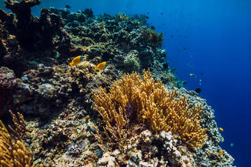 Fototapeta na wymiar Wildlife in underwater with reef, corals and tropical fish.
