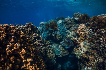Underwater rocks with corals in blue ocean. Menjangan island