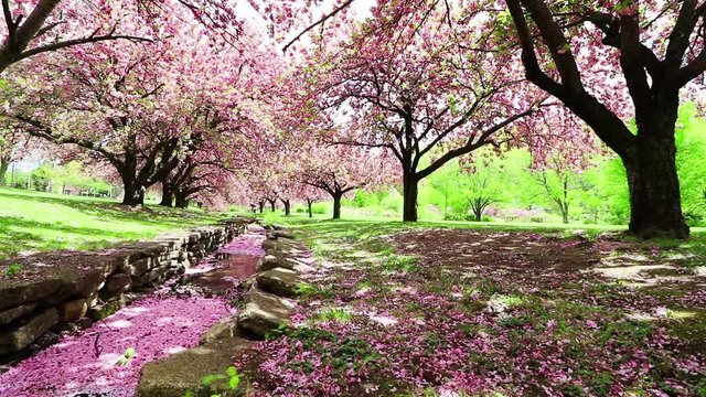 Pink Cherry trees sway in a gentle breeze over a stone canal