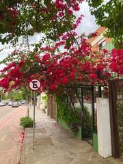 red pink flower street