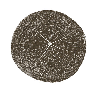 Wood Texture Of Growth Ring Pattern From A Slice Of Tree. Cut Monotone Wooden Stump Isolated On White.