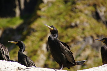 Norwegen / Runde / Insel / Vogelinsel