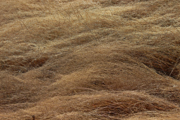 겨울 희귀실 풀