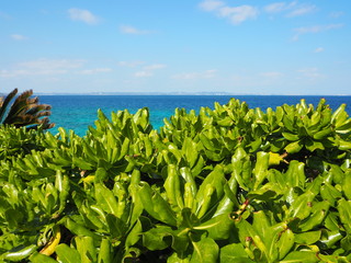 海岸に青々と茂るトベラ、沖縄県久高島