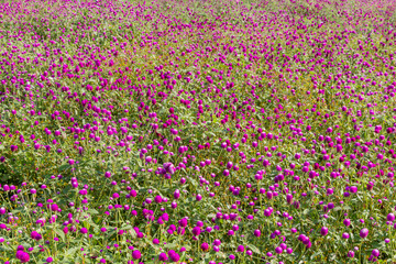 Purple amaranth flower in the garden with sunlight fair