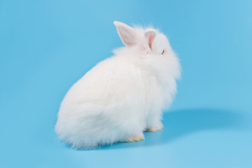 White adorable baby rabbit on blue background