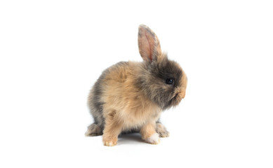 Brown adorable baby rabbit on white background