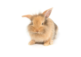 Obraz premium Brown adorable baby rabbit on white background